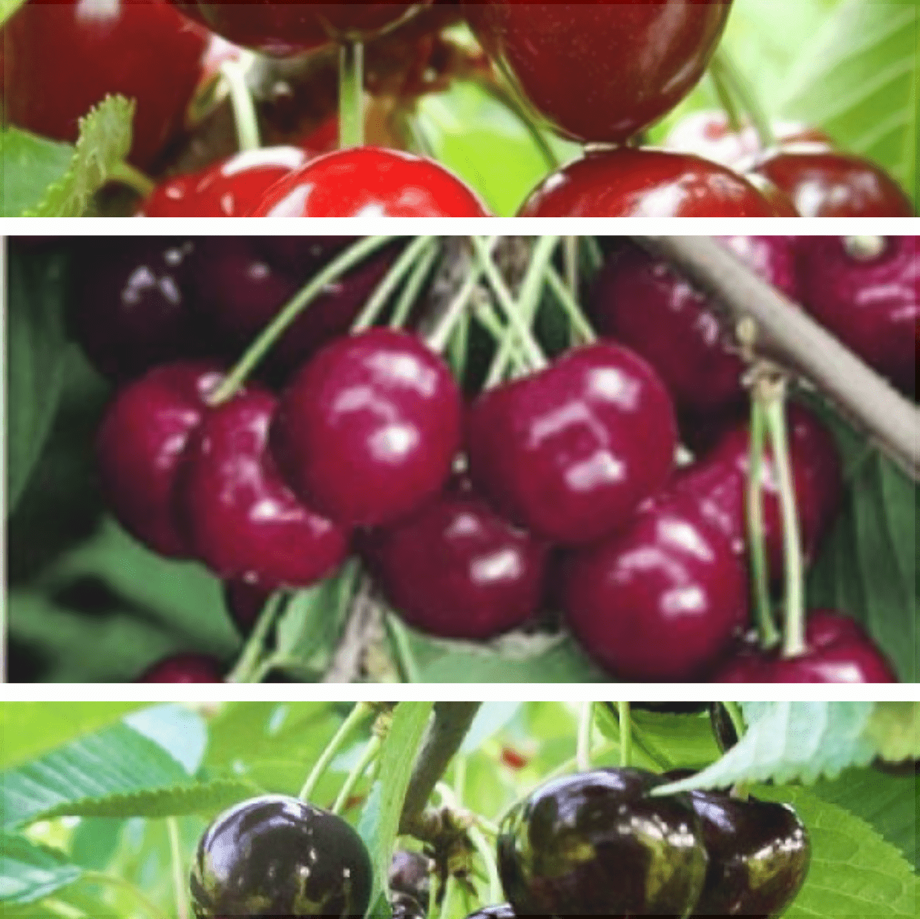 Pachet 1 Promotional Cires 3 Bucati