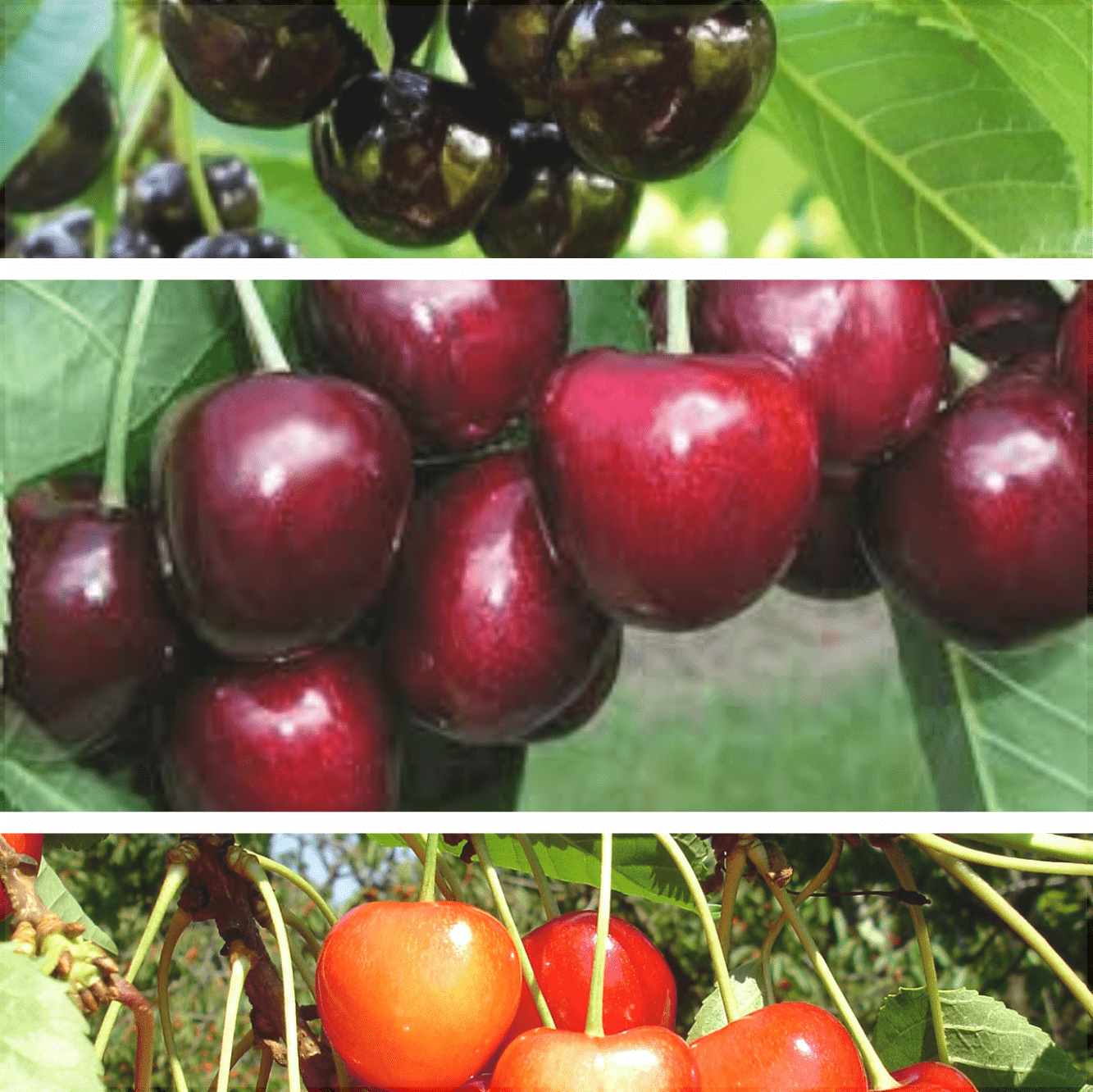 Pachet 4 Promotional Cires 3 Bucati