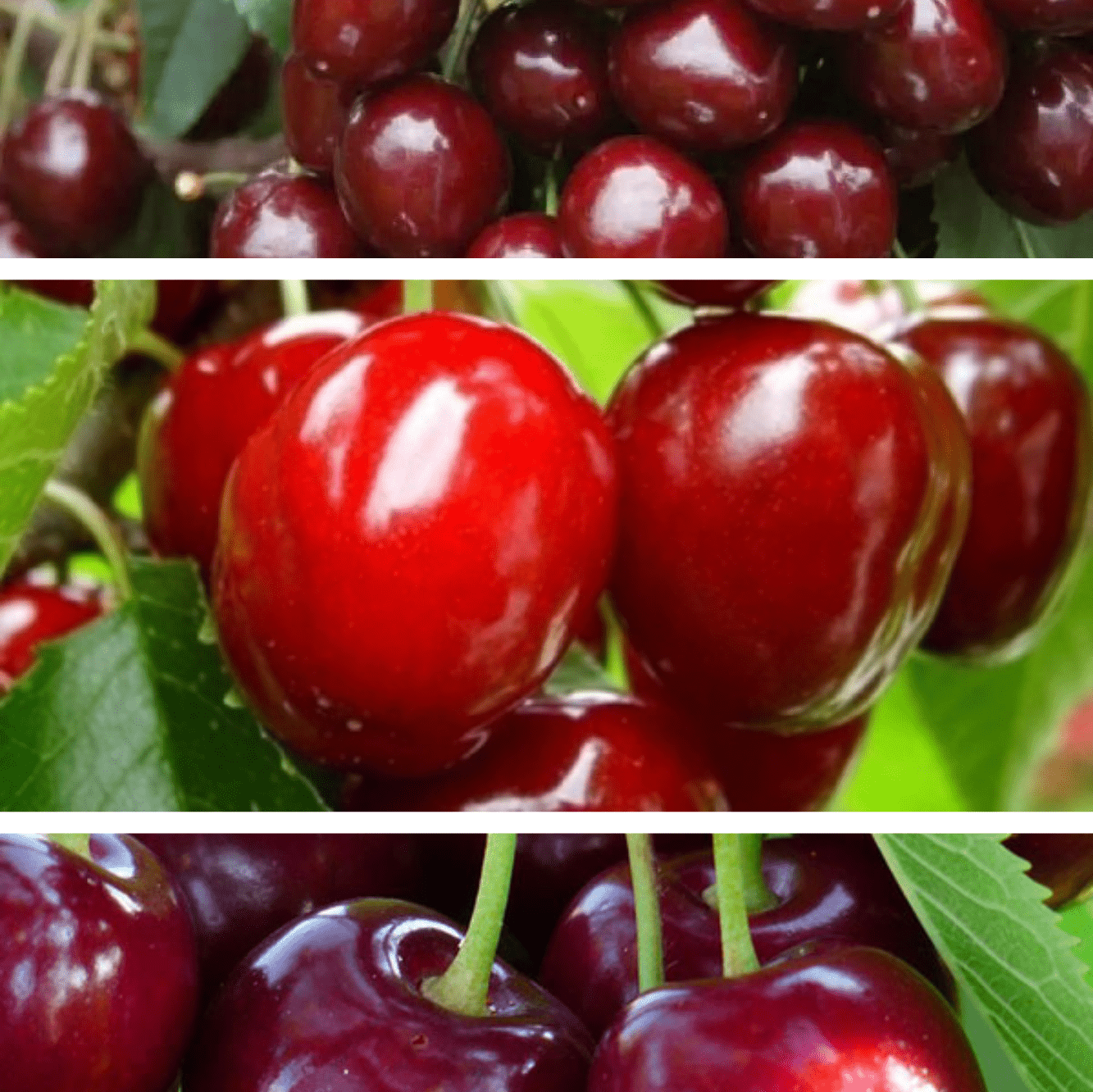 Pachet 2 Promotional Cires 3 Bucati