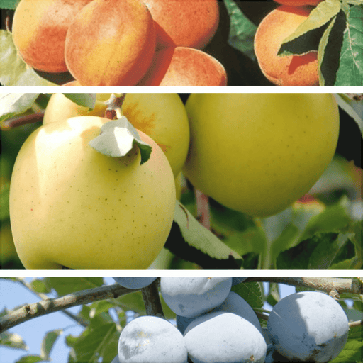 Pachet Promotional Pomi Fructiferi Mixt, Soi Varatic, Soi Tarziu, Soi Tomnatic, Anul 2, 3 Bucati
