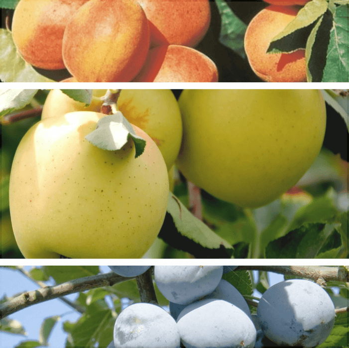 Pachet Promotional Pomi Fructiferi Mixt, Soi Varatic, Soi Tarziu, Soi Tomnatic, Anul 2, 3 Bucati