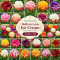 Pachet mix 50 Lalele promotie