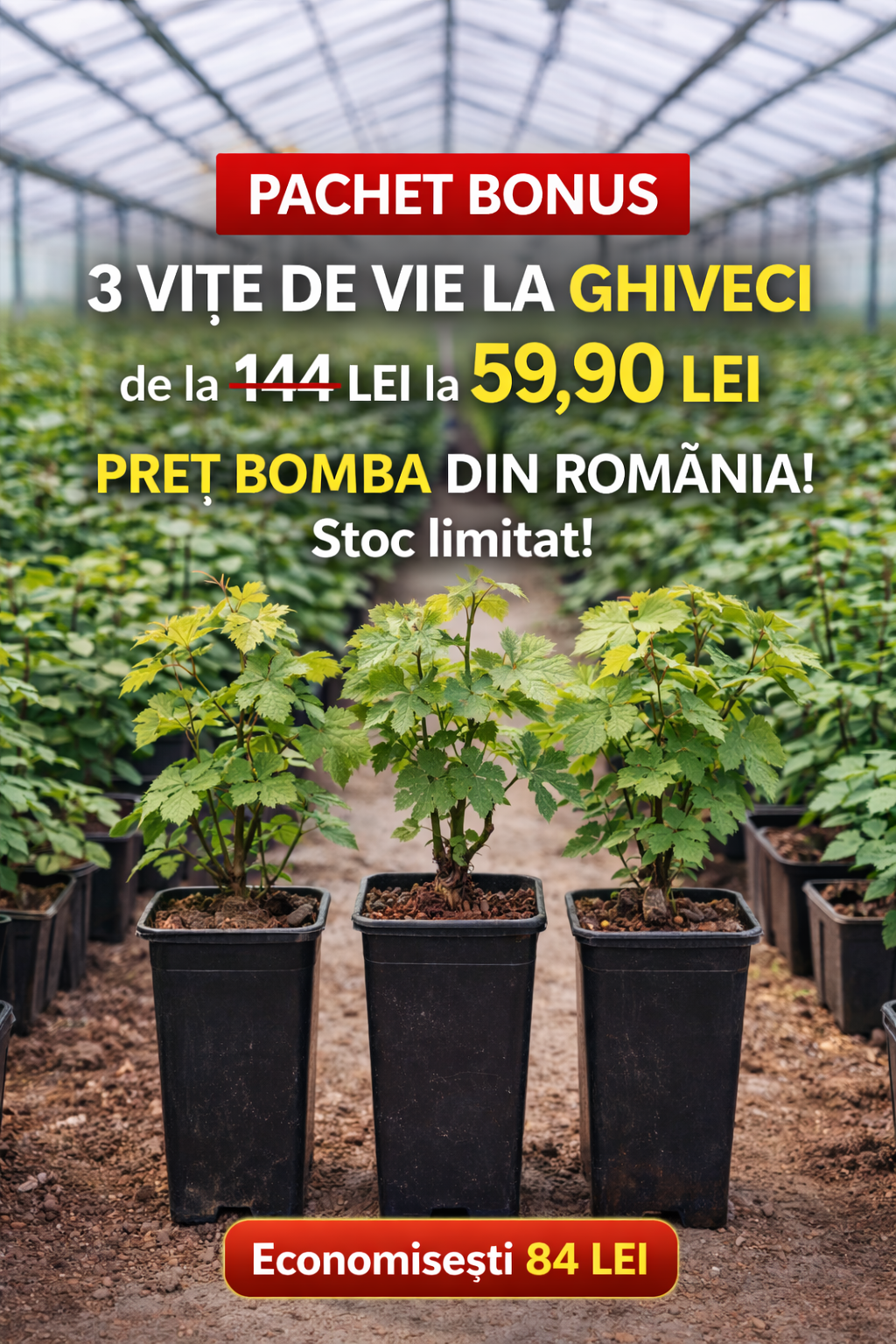 Три саженца винограда в горшках на промо-акции в теплице, спецпредложение для сада