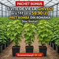 Pachet_promo_cu_vi_e_de_vie1x1 - Pepiniera României