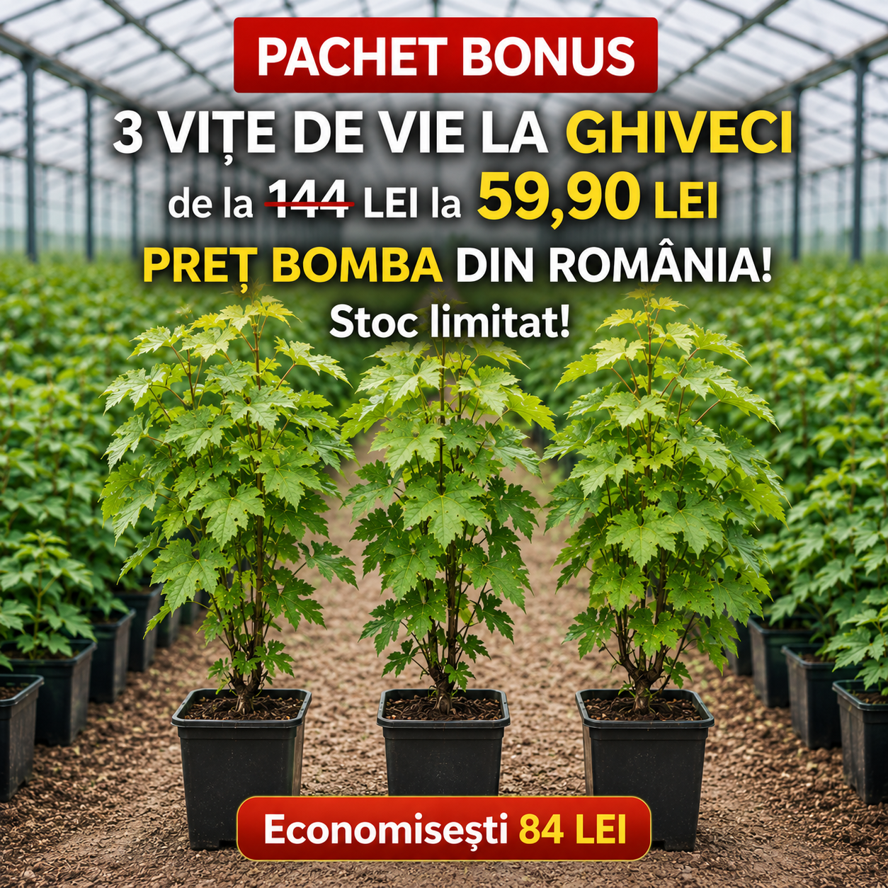 Pachet Mixt 3 Viță de vie la ghiveci-redus de la 144 la 59.90 lei