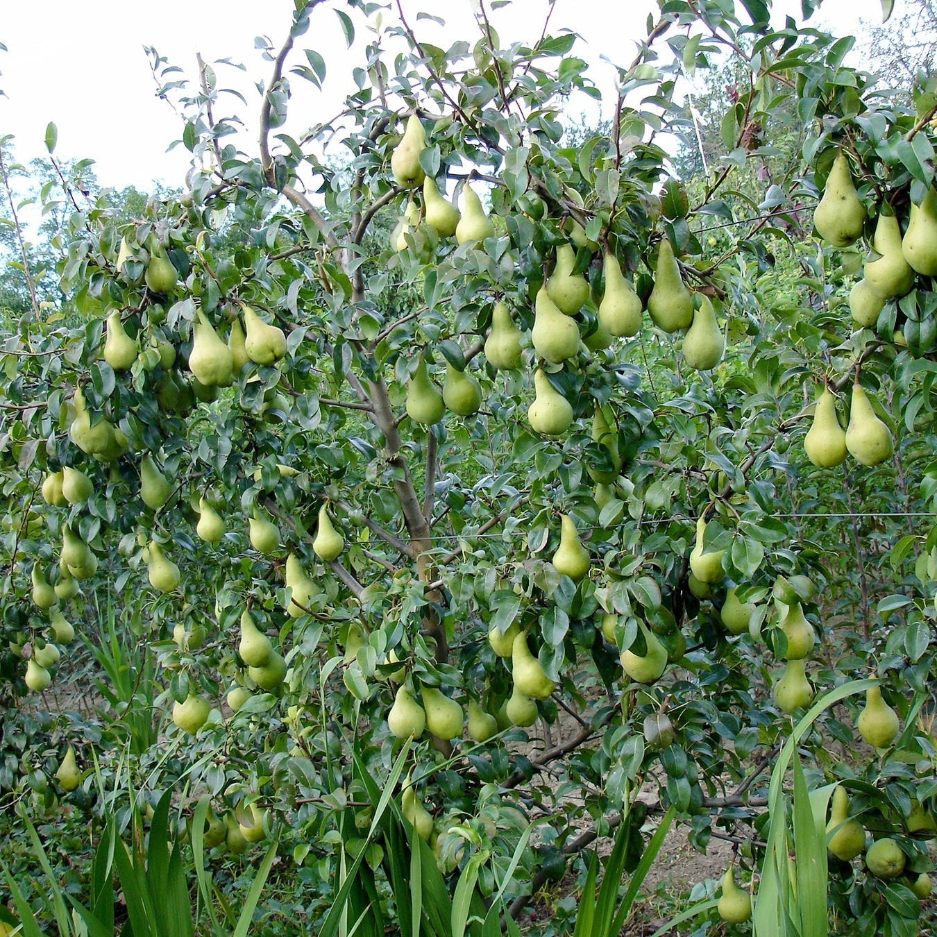 Par "Abatele Fetel", Anul 2, 1 Bucata