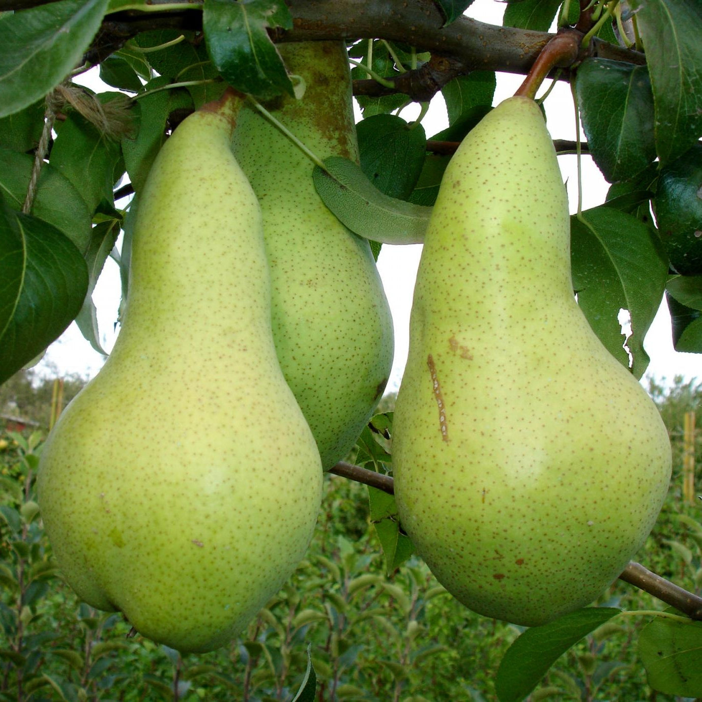 Par "Abatele Fetel", Anul 2, 1 Bucata