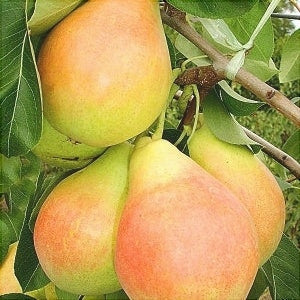 Par "Aromata de Bistrita", Anul 2, 1 Bucata