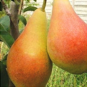 Par "Aromata de Bistrita", Anul 2, 1 Bucata