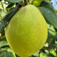 Par "Capul Piscului", Anul 2, 1 Bucata