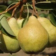 Par "Capul Piscului", Anul 2, 1 Bucata