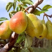 Par "Capul Piscului", Anul 2, 1 Bucata