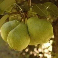 Pachet Mixt 1 Păr 10 Bucăți