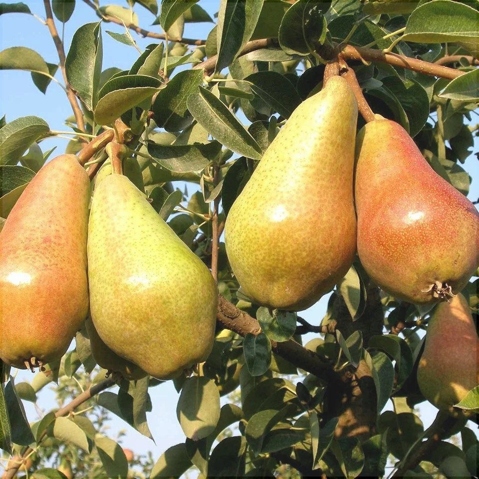 Pachet Mixt Păr 5 Bucăți