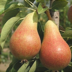 Par "Carmen", Anul 2, 1 Bucata