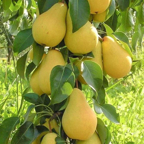 Par Columnar De Toamna , Anul 2, 1 Bucata