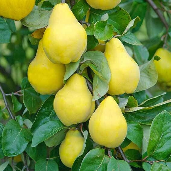 Par Columnar De Toamna , Anul 2, 1 Bucata