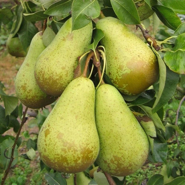 Pachet Mixt 2 Păr 10 bucăți