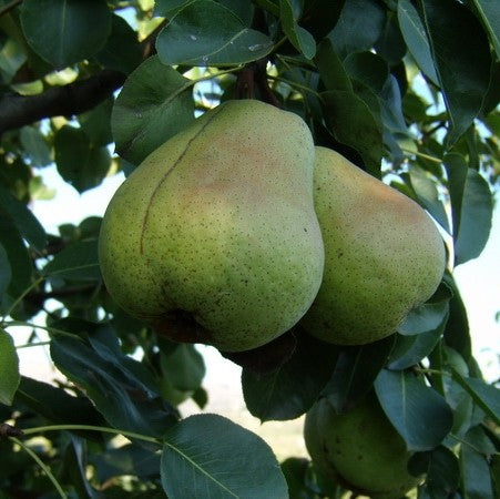 Păr "Cure", Anul 2, 1 Bucată