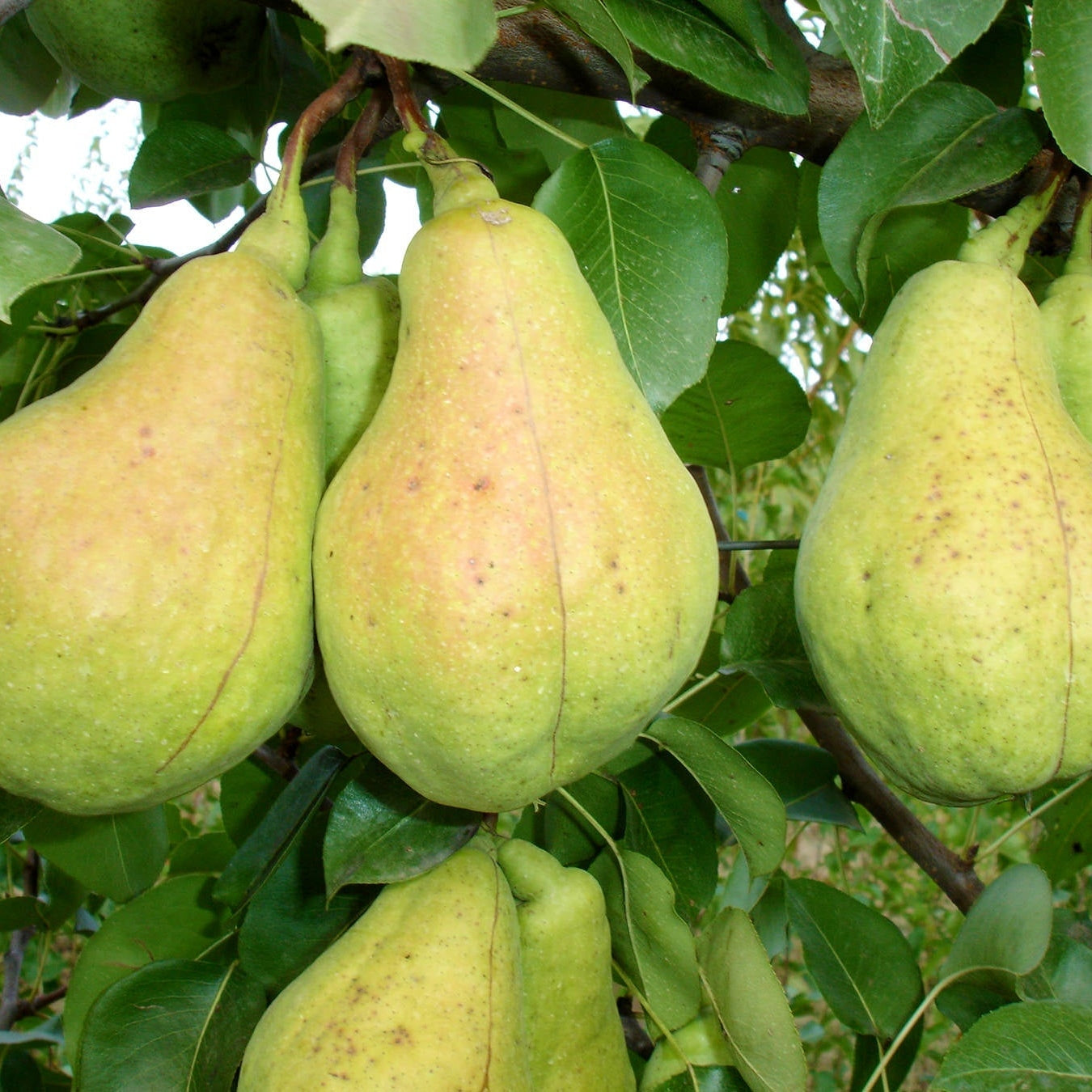 Păr "Cure", Anul 2, 1 Bucată