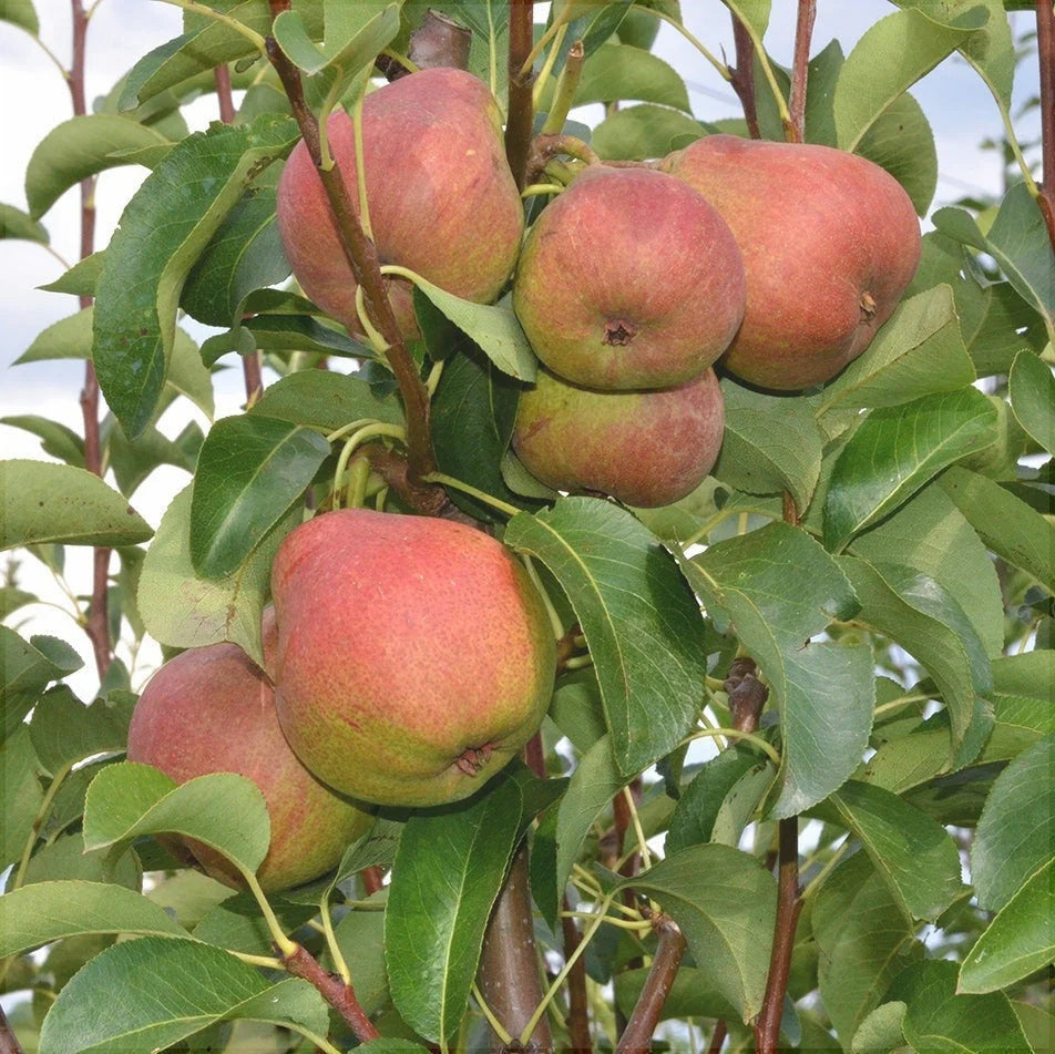 Pachet Mixt 1 Păr 10 Bucăți