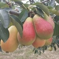 Par "Kirghiza", Anul 2, 1 Bucata