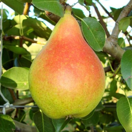 Par "Monica", Anul 2, 1 Bucata