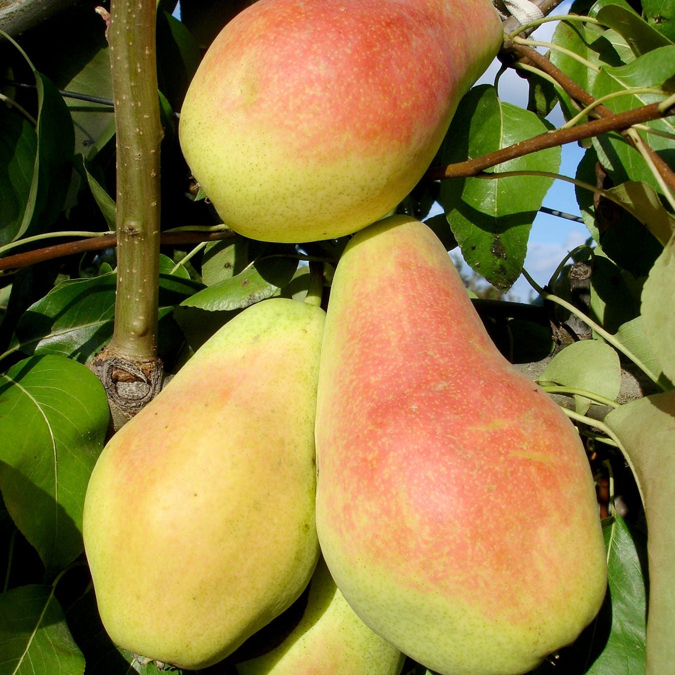 Par "Monica", Anul 2, 1 Bucata