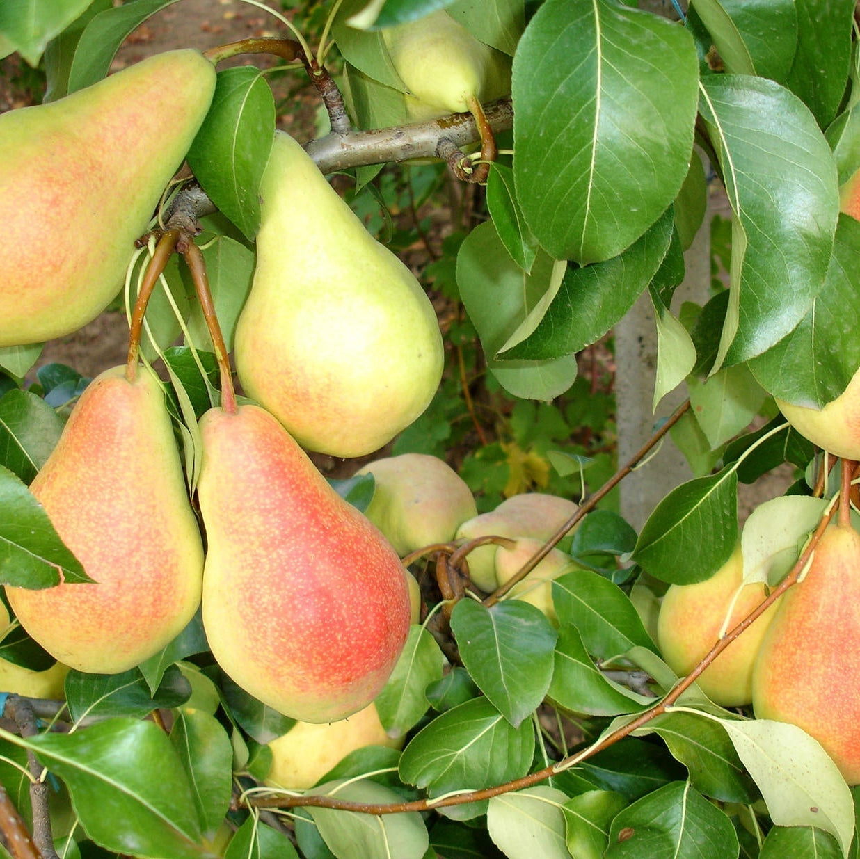 Par "Monica", Anul 2, 1 Bucata