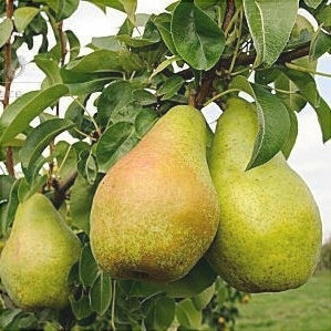 Par "Novembra", Anul 2, 1 Bucata