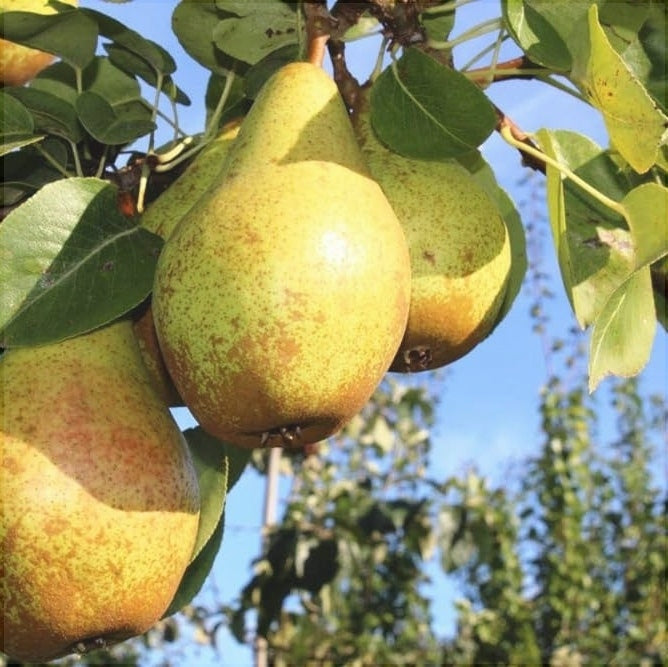 Par "Novembra", Anul 2, 1 Bucata