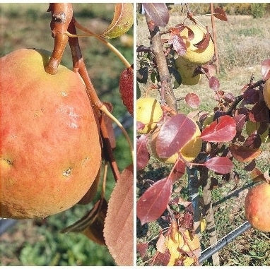 Par "Para lui Nita", Anul 2, 1 Bucata