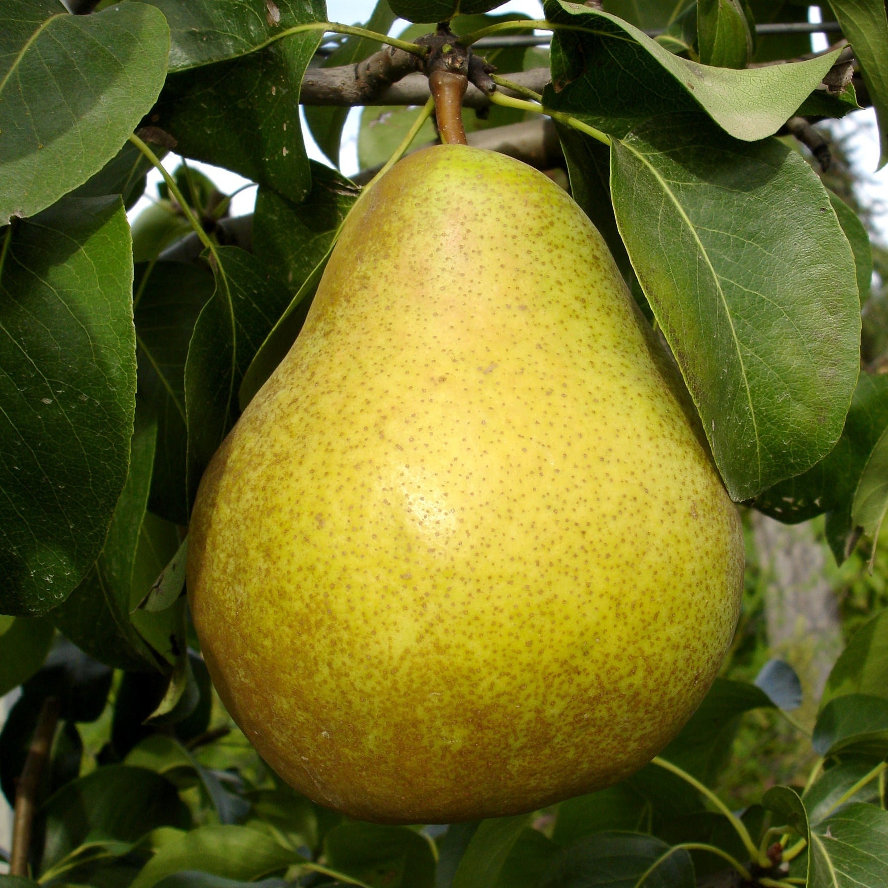 Par "Untoasa Hardy", Anul 2, 1 Bucata