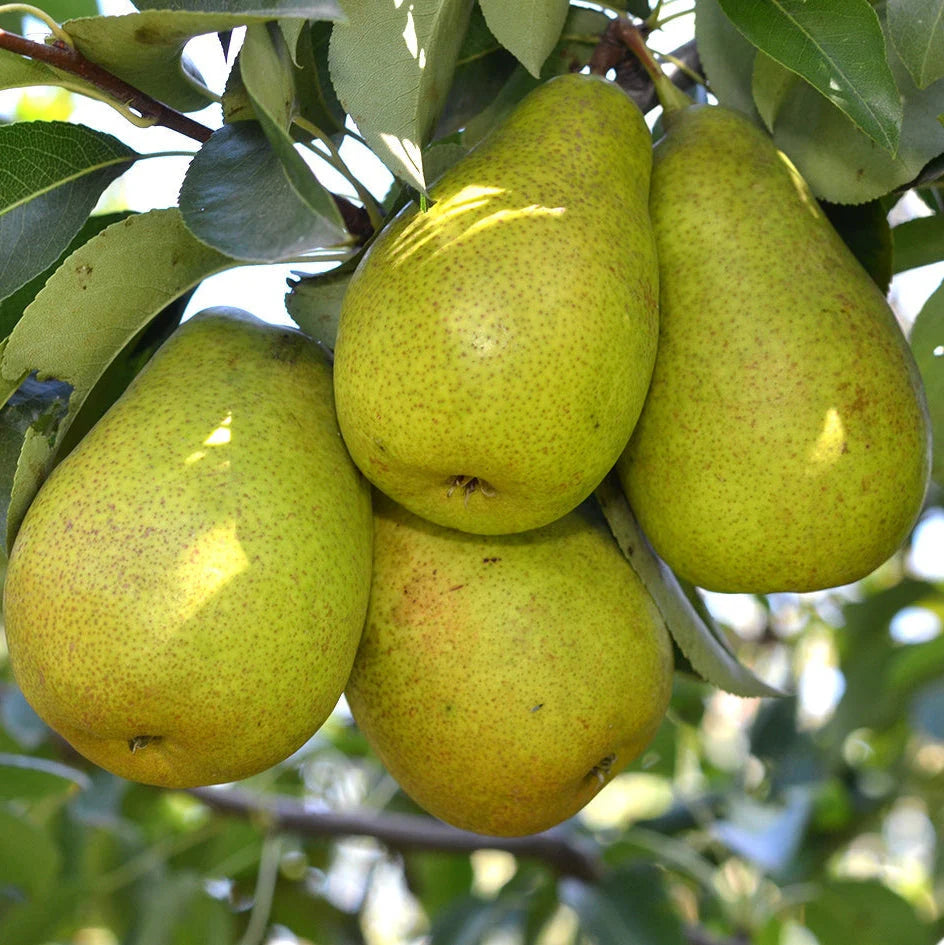 Pachet Mixt Păr 20 bucăți