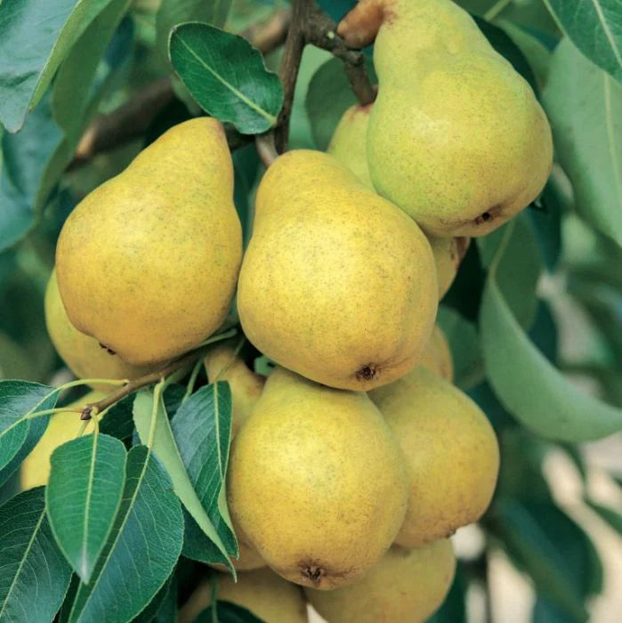 Pachet Mixt Cireș, Vișin, Prun, Măr, Păr, 20 Bucăți