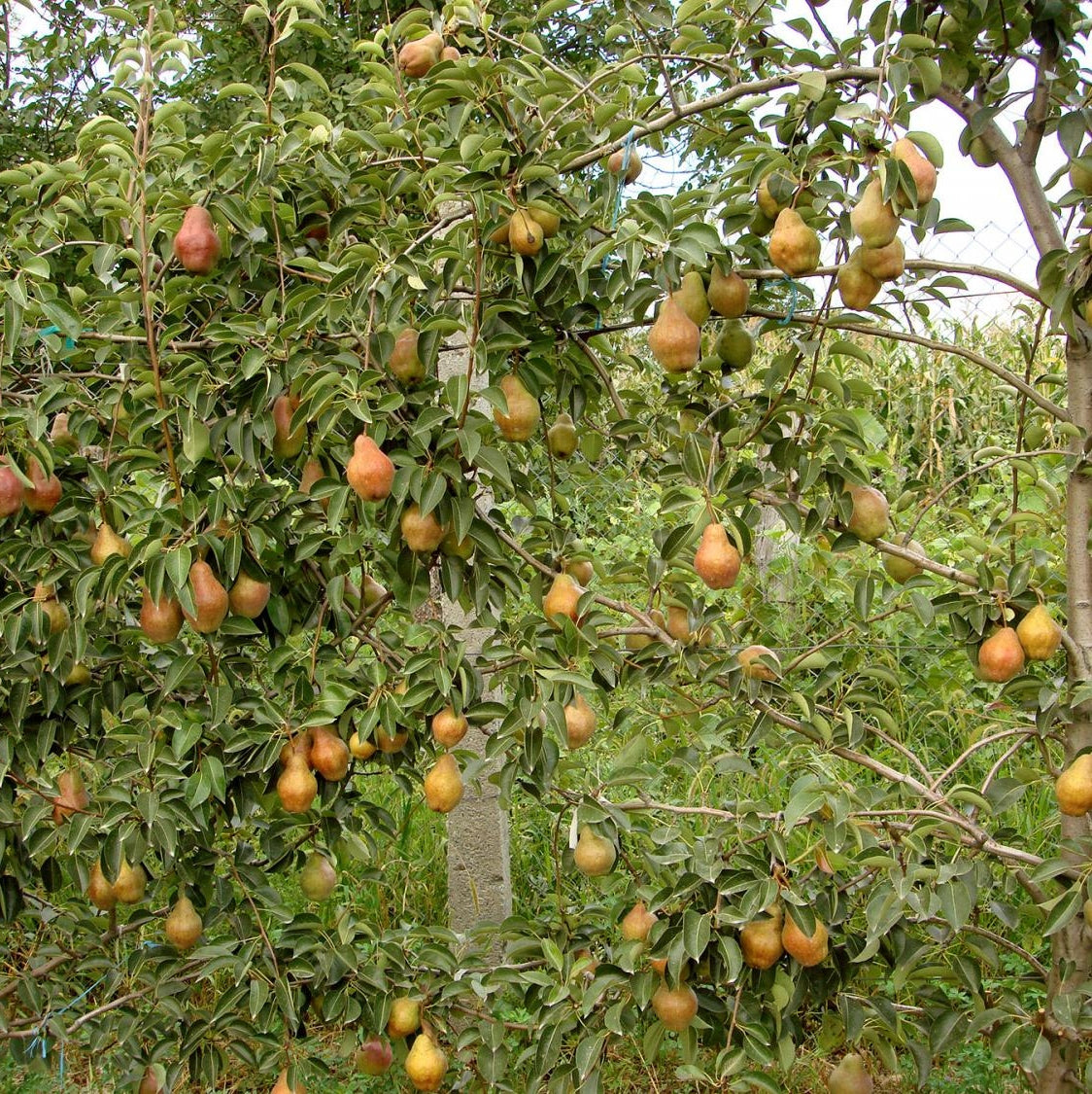 Pomi Fructiferi - Par Williams - Rosu - Anul 3 - 1 buc - Pepiniera Romaniei