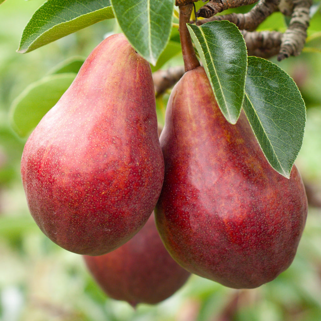 Pomi Fructiferi - Par Williams - Rosu - Anul 3 - 1 buc - Pepiniera Romaniei