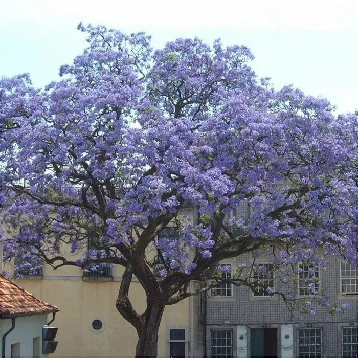 Paulownia Pom,1 Bucata