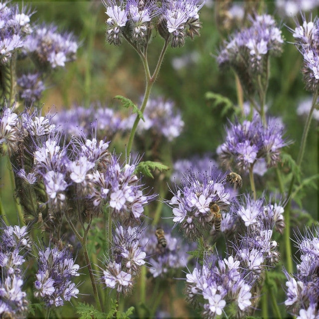 Seminte de Phacelia Planta Mierii