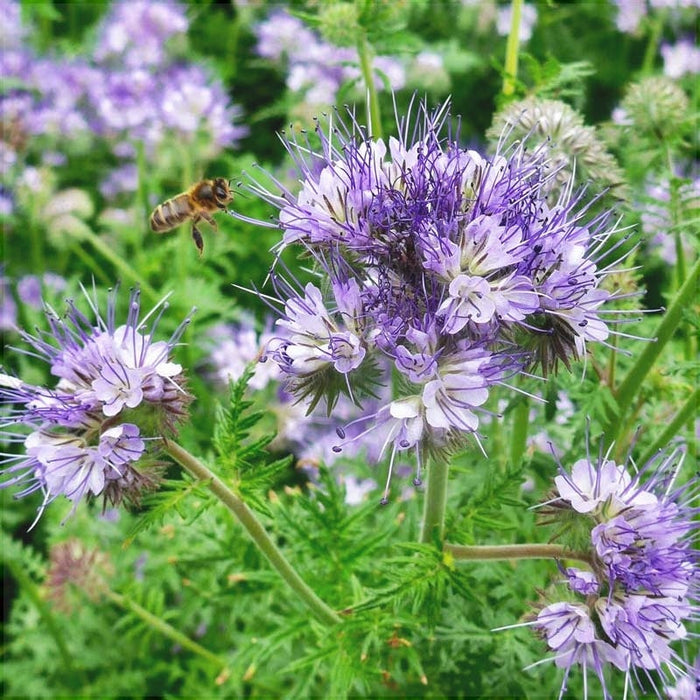 Seminte de Phacelia Planta Mierii