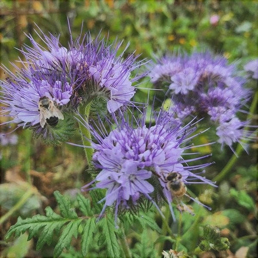 Seminte de Phacelia Planta Mierii