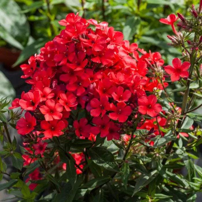 Phlox-paniculata-Flame-red2_plantedevanzare.ro - Pepiniera României