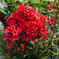 Phlox-paniculata-Flame-red2_plantedevanzare.ro - Pepiniera României