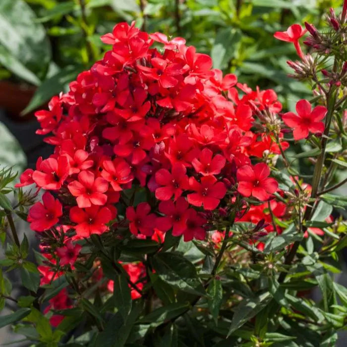 Флокс метельчатый Flame red с ярко-красными цветами в саду, декоративное растение