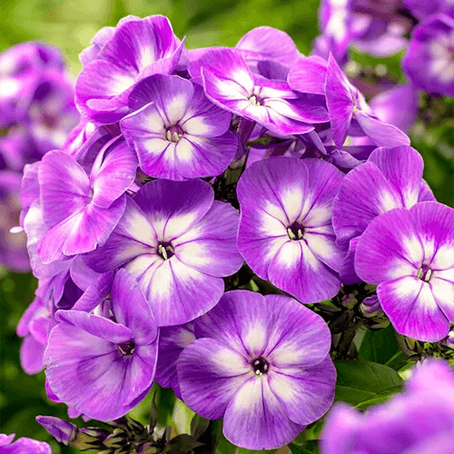 Phlox-paniculata-Laura - Pepiniera României
