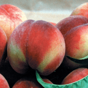 Piersic "Alex", Anul 2, 1 Bucata