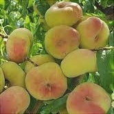 Piersic "Alex", Anul 2, 1 Bucata