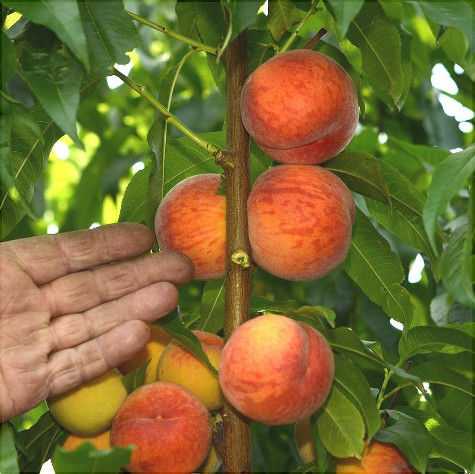 Pomi Fructiferi - Piersic Cardinal - Anul 3 - 1 buc - Pepiniera Romaniei