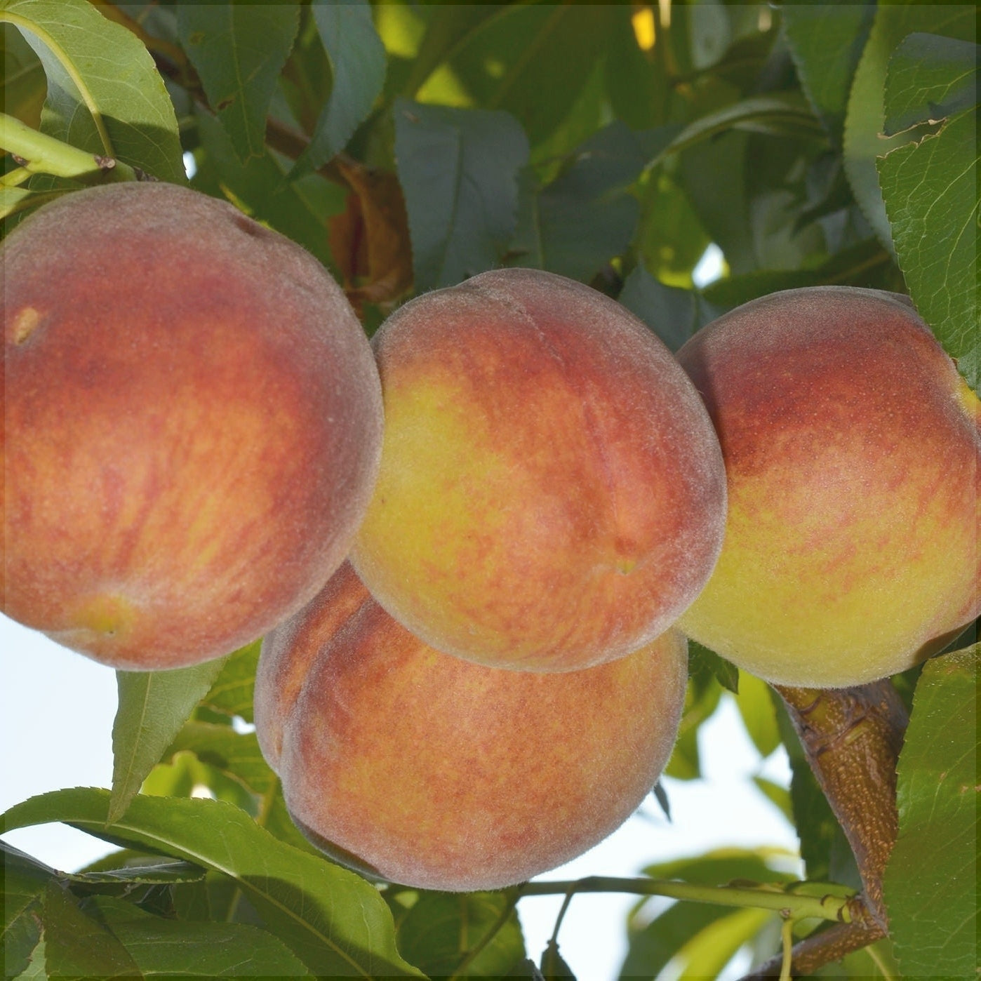 Pomi Fructiferi - Piersic Cardinal - Anul 3 - 1 buc - Pepiniera Romaniei