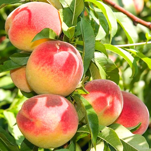 Piersic "Champion", Anul 2, 1 Bucată